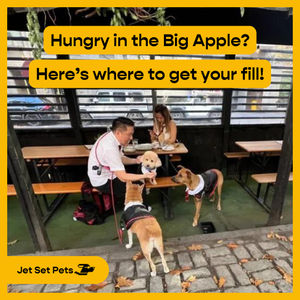 Image post by @jetsetpets on Instagram