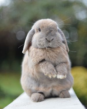 Image post by @animalplanet on Instagram
