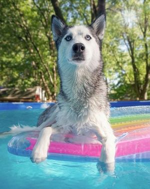 Image post by @evolvepetfood on Instagram