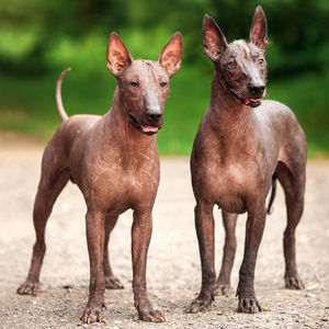 Image post by @animalplanet on Instagram