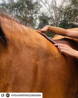 Image post by @performancesaddlefitssthsydney on Instagram