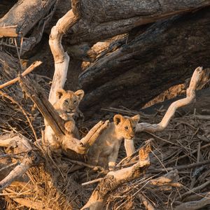 Image post by @chiawasafaris on Instagram