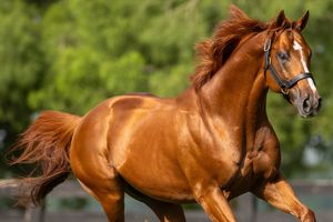 Image post by @spendthriftfarm on Instagram