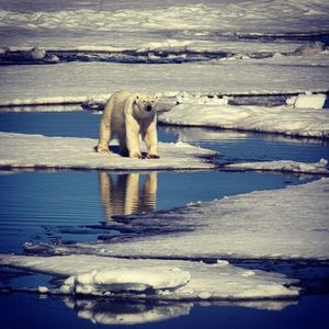 Image post by @leonardodicaprio on Instagram