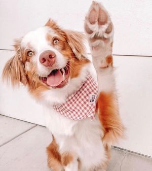Image post by @evolvepetfood on Instagram