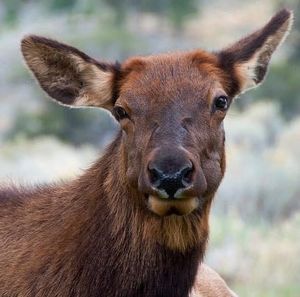 Image post by @nationalparkservice on Instagram