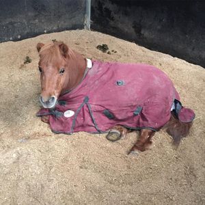 Image post by @snaffle_it on Instagram