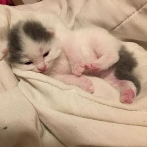 Image post by @kowalskikitties on Instagram