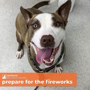 Image post by @spokhumanesoc on Instagram