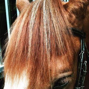 Image post by @snaffle_it on Instagram