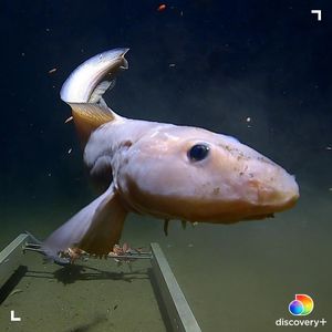 Image post by @animalplanet on Instagram
