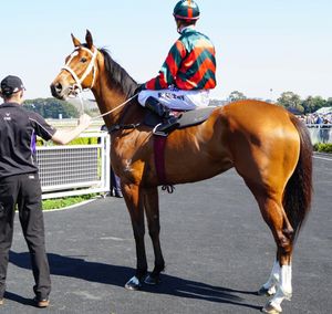 Image post by @australianturfclub on Instagram