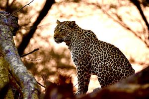 Image post by @chiawasafaris on Instagram