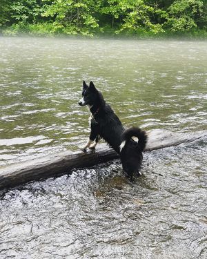Image post by @tux_the_blue_pomsky on Instagram