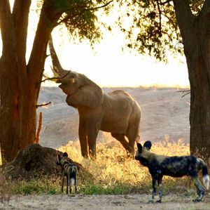 Image post by @chiawasafaris on Instagram