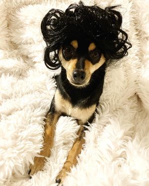 Image post by @pickles_houdini on Instagram