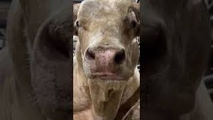 Video post by @pbr on YouTube
