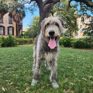 Image post by @thesavannahwolfhound on Instagram