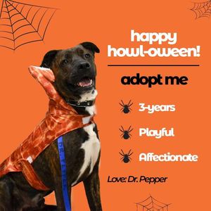 Image post by @spokhumanesoc on Instagram