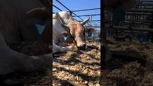 Video post by @pbr on YouTube