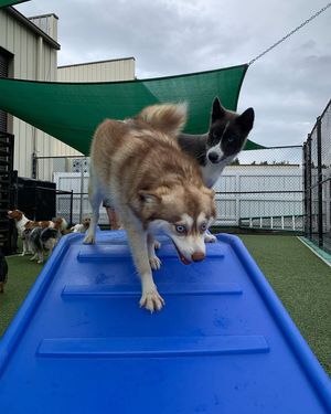 Image post by @tux_the_blue_pomsky on Instagram