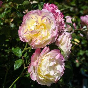 Image post by @rogersgardens on Instagram