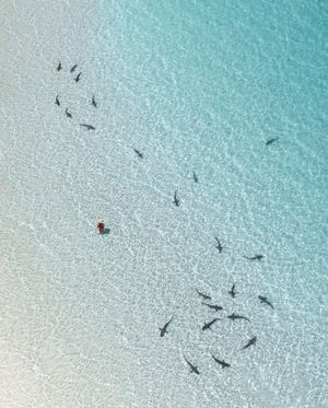 Image post by @dronepals on Instagram