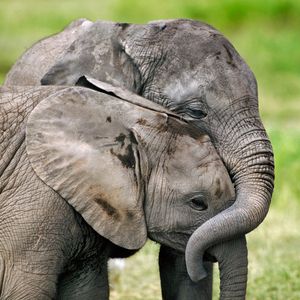 Image post by @AnimalPlanet on Twitter/X