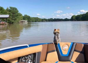Image post by @tigeboats on Instagram