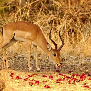 Image post by @chiawasafaris on Instagram