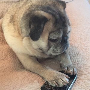 Image post by @animalplanet on Instagram