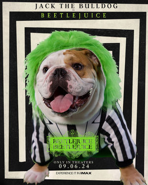 Image post by @gujackbulldog on Instagram