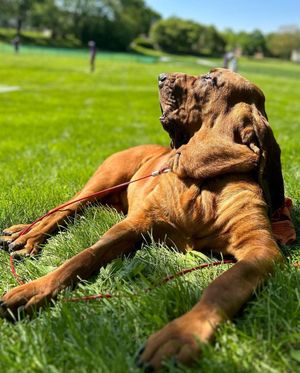 Image post by @evolvepetfood on Instagram