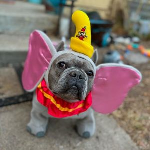 Image post by @walkinpets on Instagram