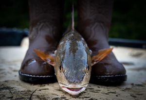 Image post by @toadfishoutfitters on Instagram