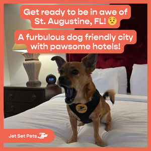 Image post by @jetsetpets on Instagram