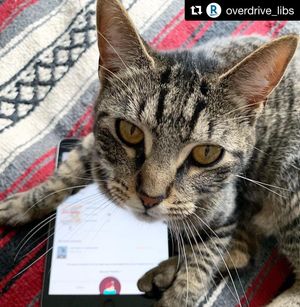 Image post by @stjohnscountylibrary on Instagram