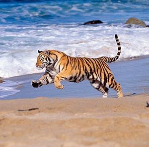 Image post by @lsubeachvb on Instagram
