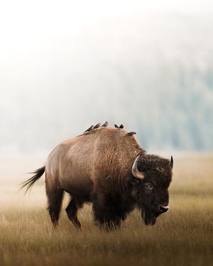 Image post by @nationalparkscollective on Instagram