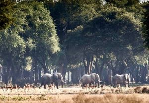 Image post by @chiawasafaris on Instagram