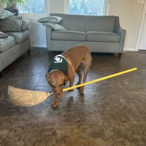 Image post by @zekethewonderdog_ on Instagram