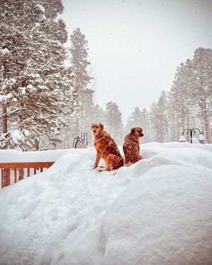 Image post by @nauflagstaff on Instagram