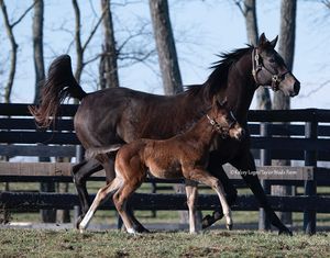 Image post by @thoroughbred_daily_news on Instagram