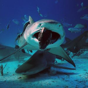 Image post by @discovery on Instagram