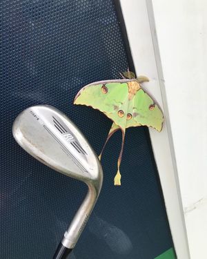 Image post by @alexknappegolf on Instagram