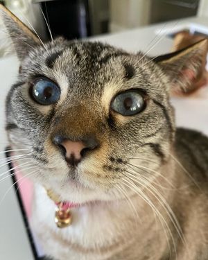 Image post by @jetsetpets on Instagram