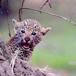 Image post by @chiawasafaris on Instagram