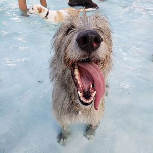 Image post by @thesavannahwolfhound on Instagram