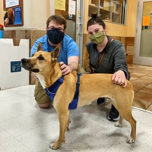 Image post by @spokhumanesoc on Instagram