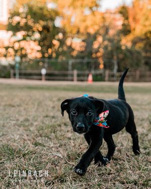 Image post by @leinbachphotography on Instagram